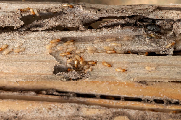 Reliable Raoul, GA Pest Control Solutions